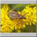 Himacerus mirmicoides - Sichelwanze 01.jpg